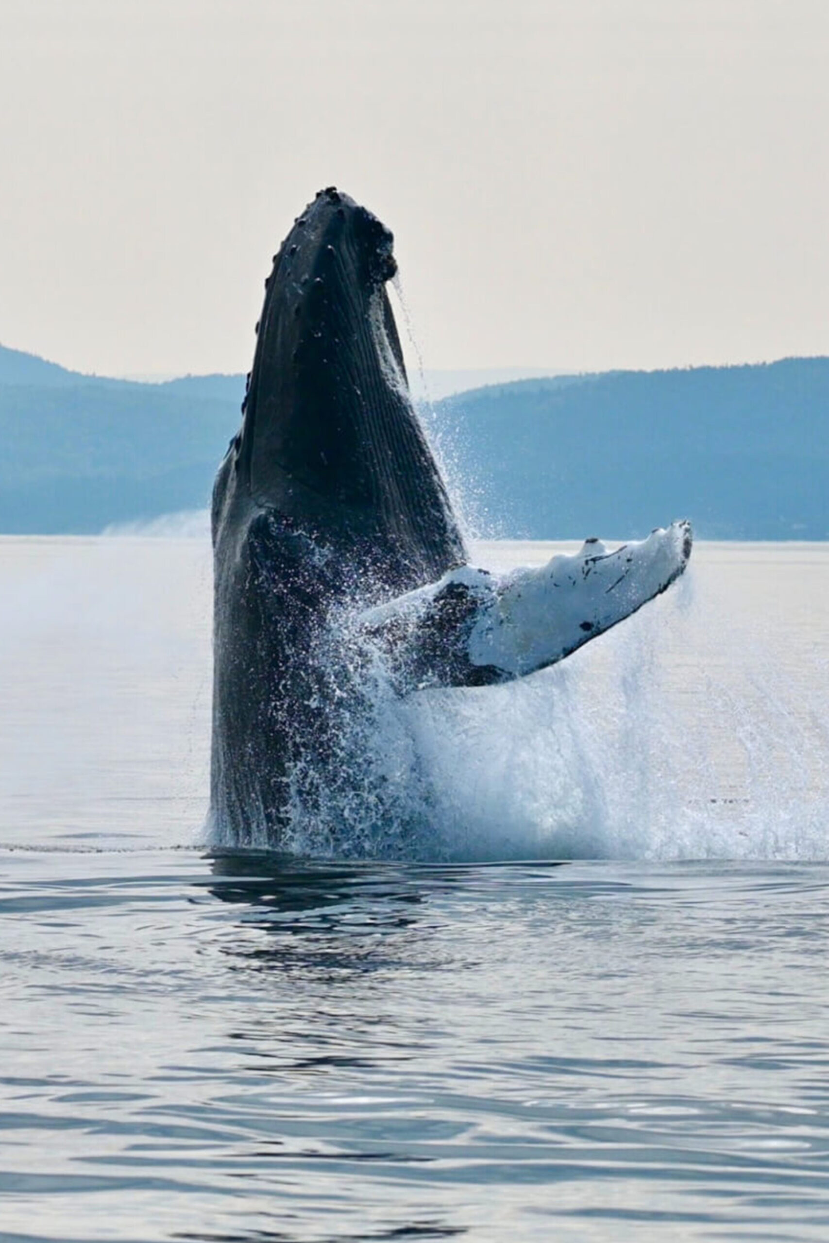 baleines